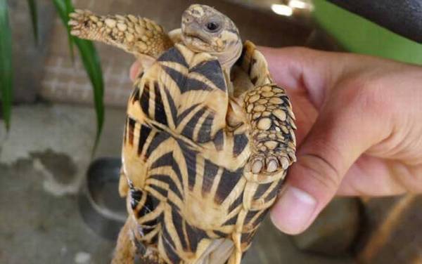 印度星龟是什么龟?