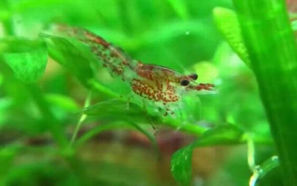 樱花虾是什么虾?