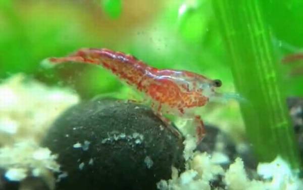 樱花虾是什么虾?