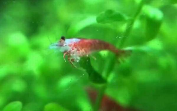 樱花虾是什么虾?