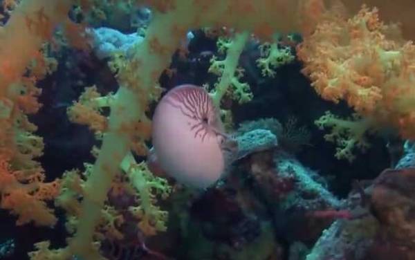 鹦鹉螺是什么动物?