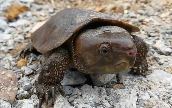 鹰嘴龟是什么动物?
