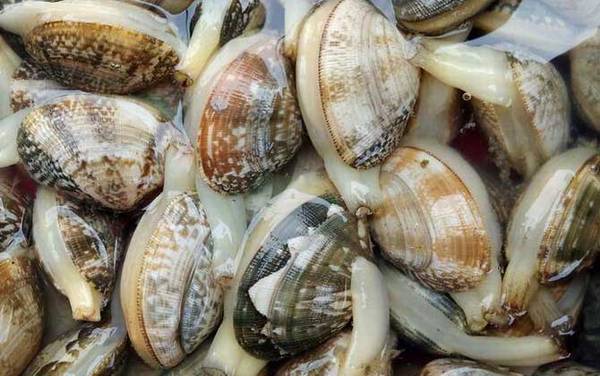 油蛤是什么动物?