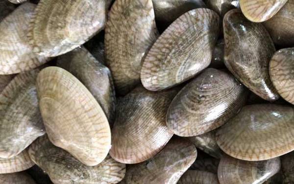 油蛤是什么动物?