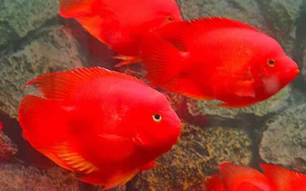 元宝鱼是什么鱼?