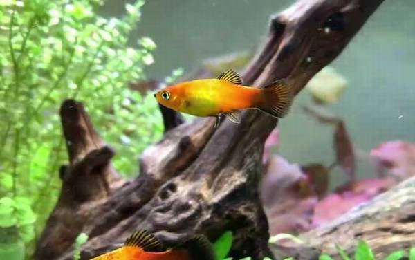 月光鱼是什么鱼?