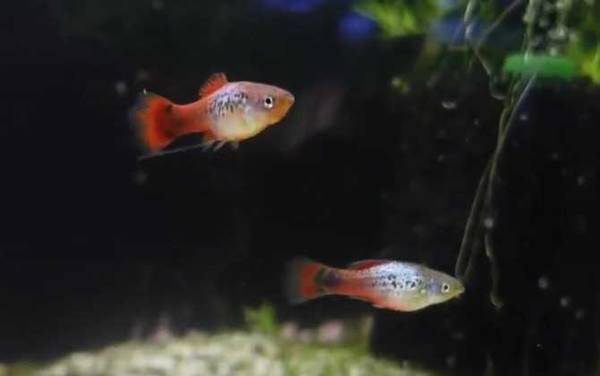 月光鱼是什么鱼?