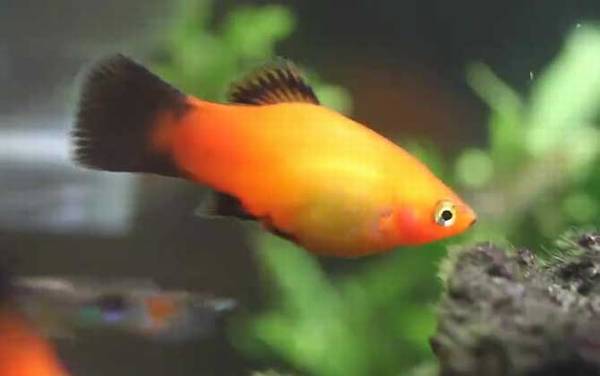 月光鱼是什么鱼?