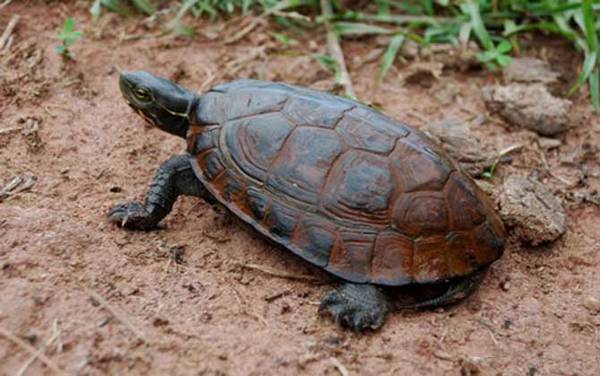 云南闭壳龟是什么龟?