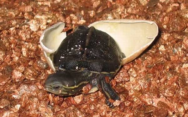 云南闭壳龟是什么龟?