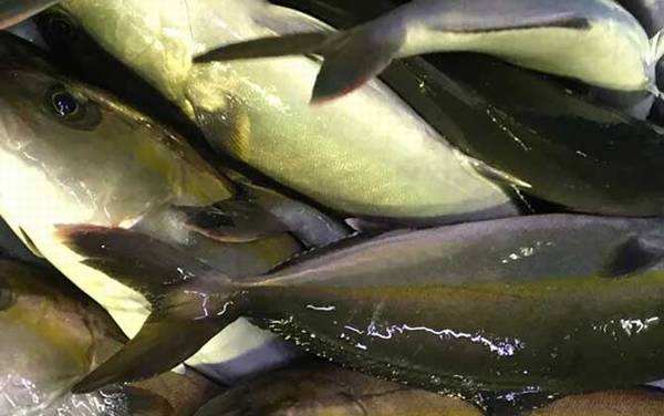 章红鱼是什么鱼?