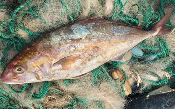 章红鱼是什么鱼?