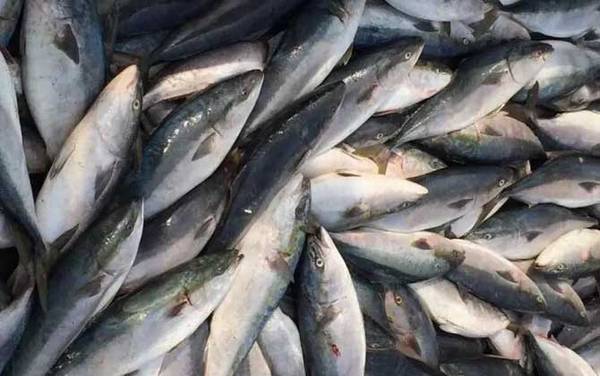 章红鱼是什么鱼?