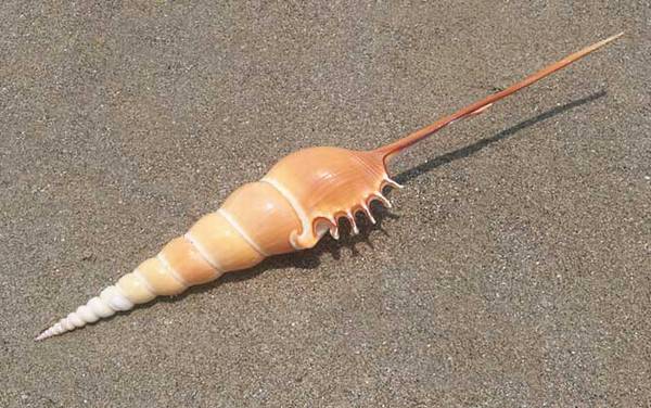 长鼻螺是什么螺?