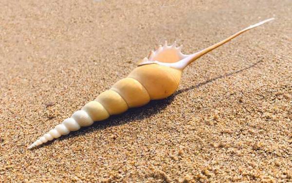 长鼻螺是什么螺?