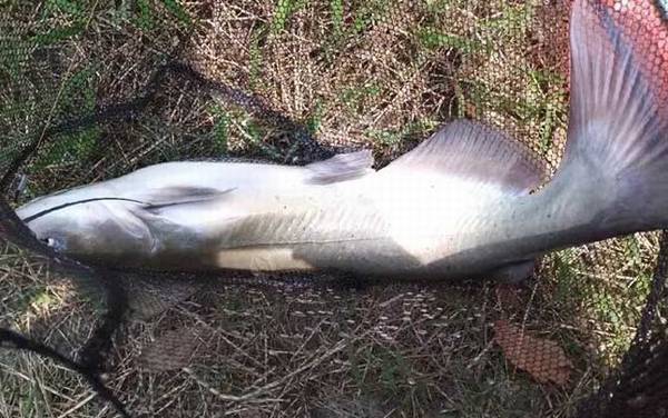 长吻鮠产地分布在哪里?