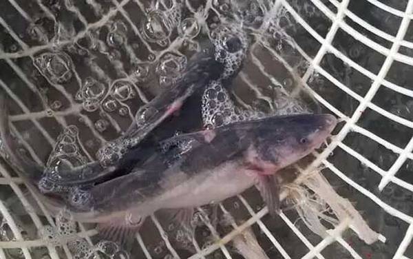 长吻鮠产地分布在哪里?