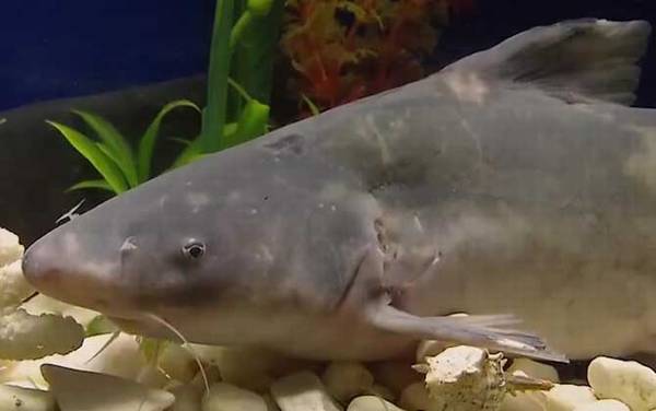 长吻鮠是鲶鱼吗?