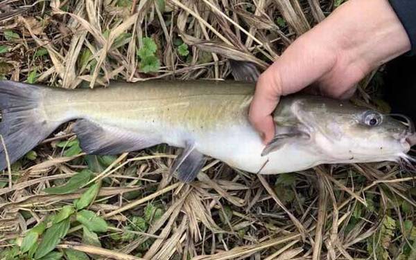 长吻鮠和斑点叉尾鮰的区别