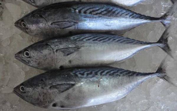 鲣鱼是什么鱼?