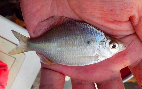 鳑鲏能和灯鱼混养吗?