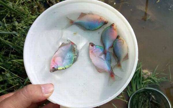 鳑鲏能和灯鱼混养吗?