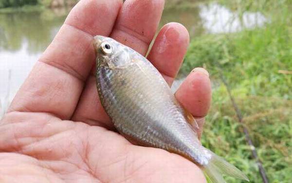 鳑鲏鱼没有河蚌能繁殖吗?