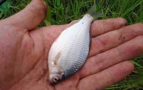 鳑鲏鱼没有河蚌能繁殖吗?