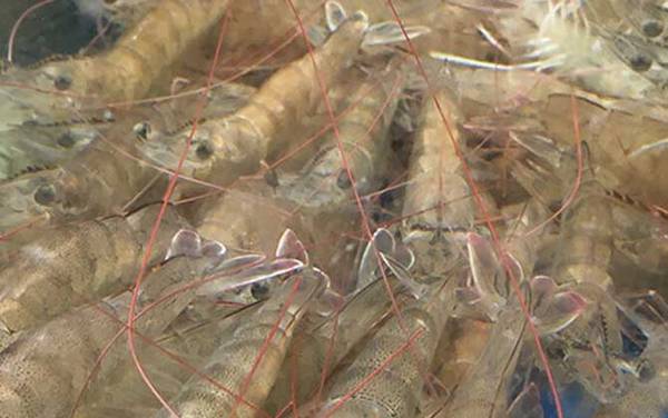 基围虾是海虾吗?