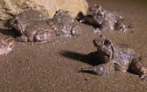 棘胸蛙是什么动物?