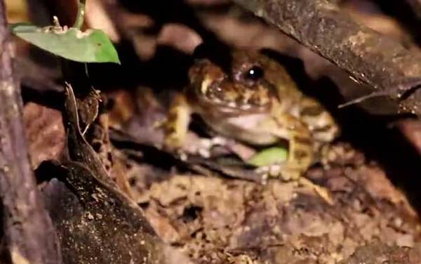 棘胸蛙是什么动物?