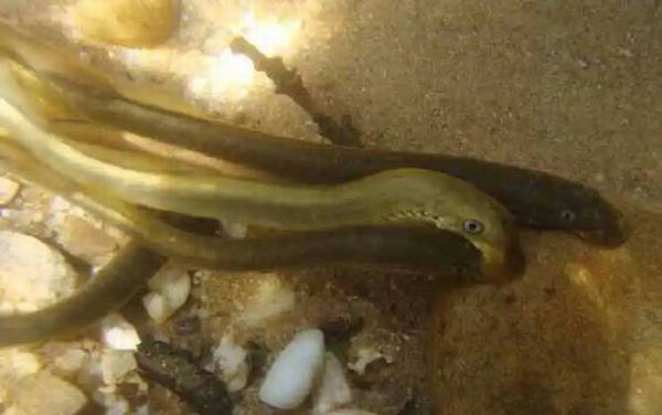 僵尸鱼是什么鱼?