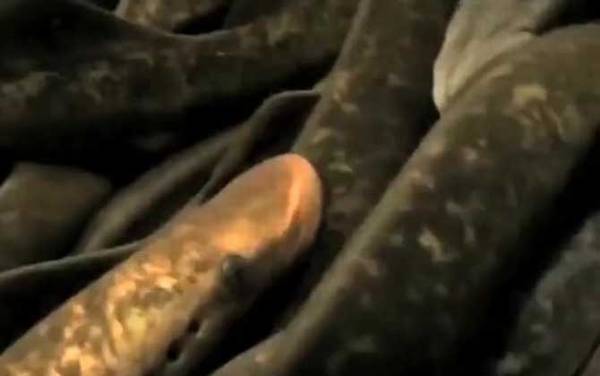 僵尸鱼是什么鱼?