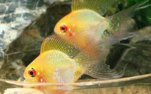 金波子是什么鱼?