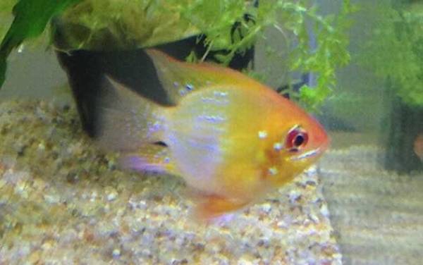 金波子是什么鱼?