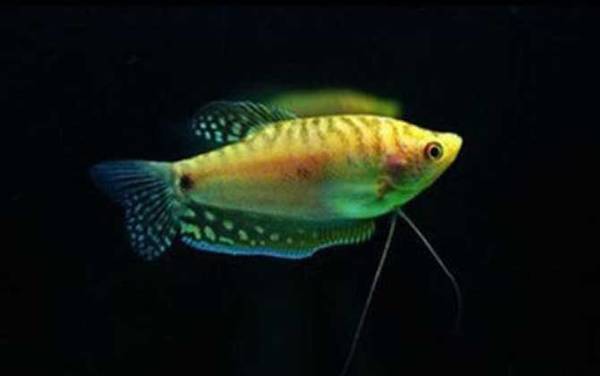 金曼龙是什么鱼?