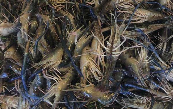 金钱虾是什么虾?