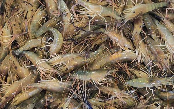 金钱虾是什么虾?