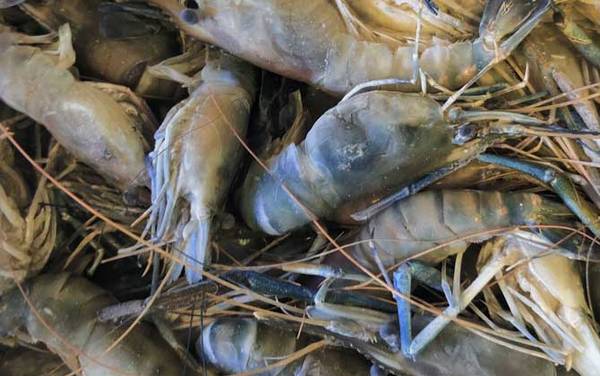 金钱虾是什么虾?