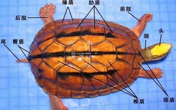 金线龟是什么龟?