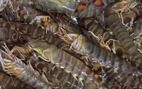 九节虾是什么虾?