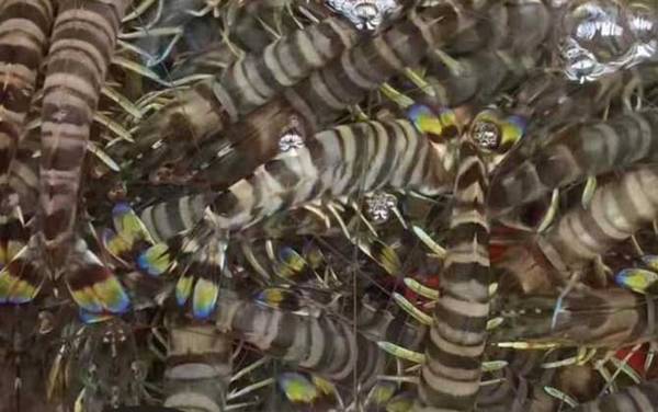 九节虾是什么虾?