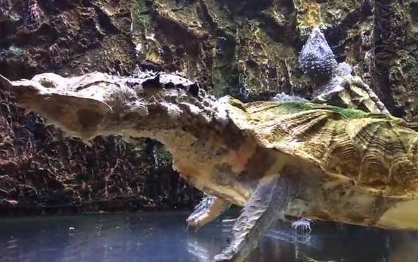 枯叶龟是什么龟?