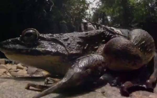喀麦隆巨蛙是什么动物?