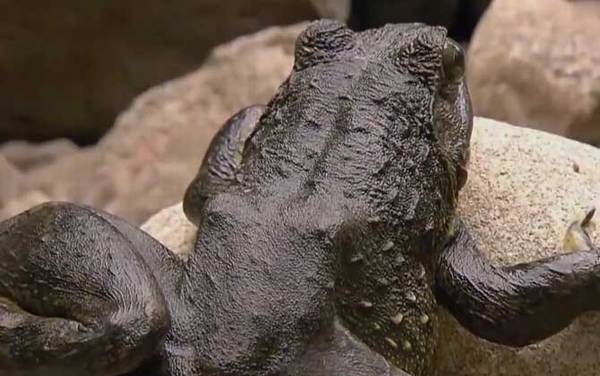 喀麦隆巨蛙是什么动物?