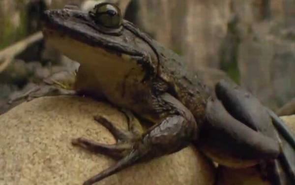 喀麦隆巨蛙是什么动物?