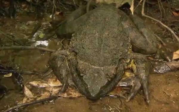 喀麦隆巨蛙是什么动物?