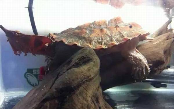 枯叶龟是什么龟?