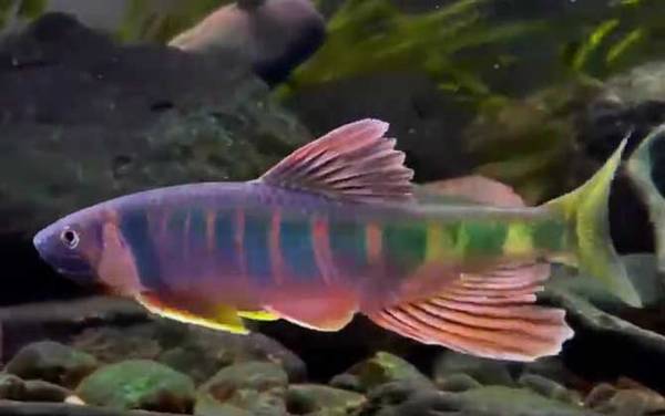 宽鳍鱲是什么鱼?