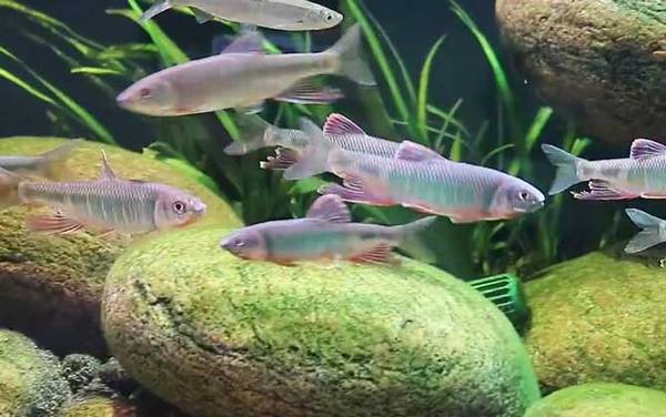 宽鳍鱲是什么鱼?